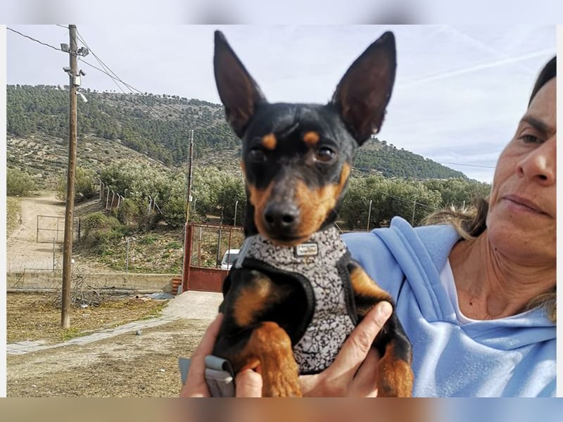 Murphy (TO) Fröhlicher verspielter kleiner Schatz