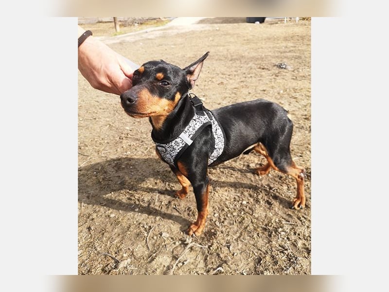 Murphy (TO) Fröhlicher verspielter kleiner Schatz