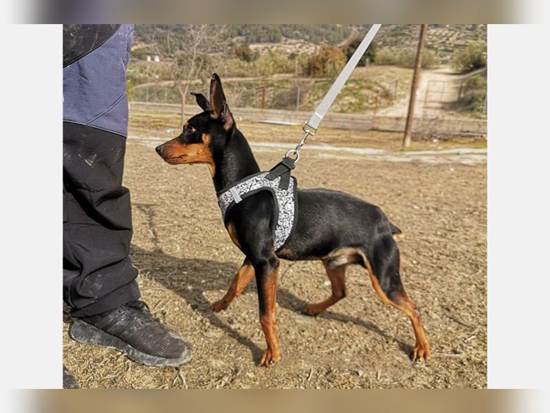Murphy (TO) Fröhlicher verspielter kleiner Schatz