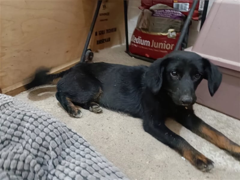 Max - kleiner Charmeur schleicht sich in dein Herz ❤️