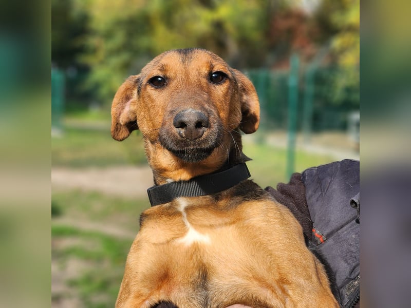 Ricky-aktiver Rüde auf der Suche nach seinem Körbchen