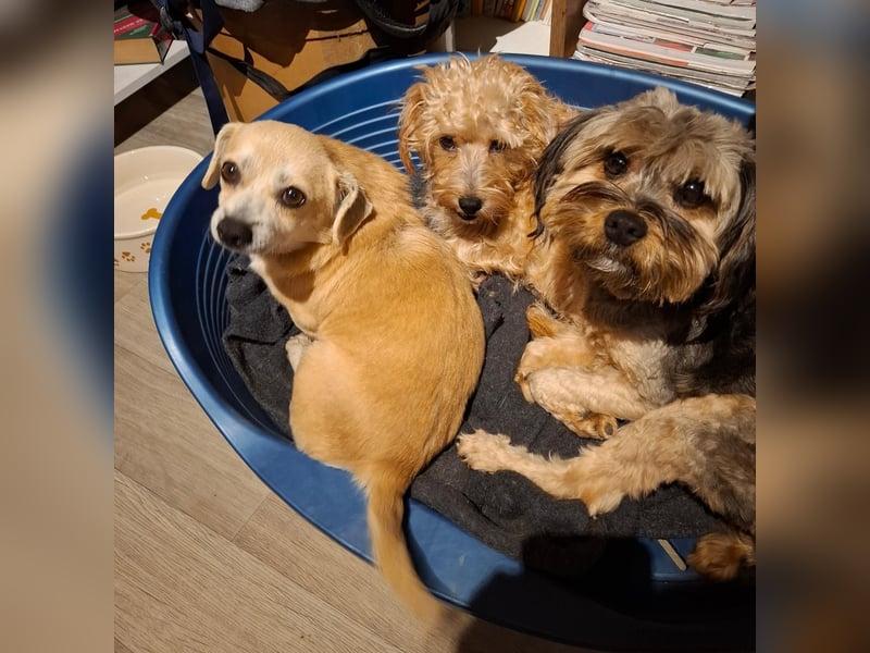 CHURROS, Dackel-Mix, Rüde, klein, geb.ca.1/2020.