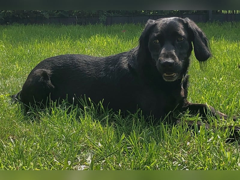 TEQUILA, Spaniel-Mix Rüde, geb.ca. 20.11.2021, sucht seine Familie