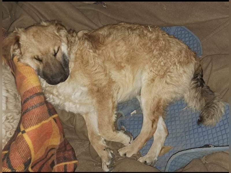 Spike kinderlieber Junger Mann sucht sein Platz