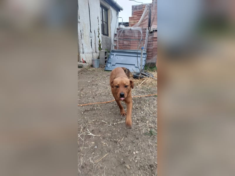 Mogyoró, Labbi-Mix, Rüde, süßer treuer Schatz, sucht sein Körbchen ❤️