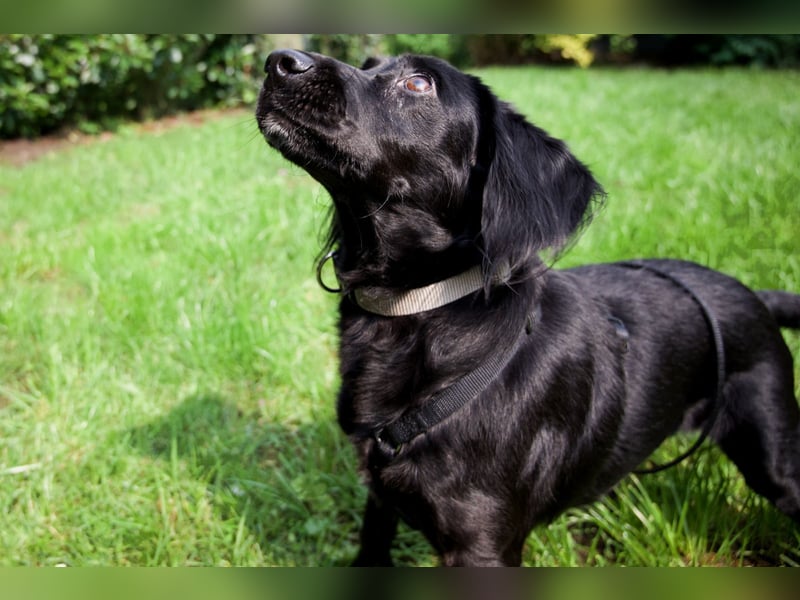 TEQUILA, Spaniel-Mix Rüde, geb.ca. 20.11.2021, sucht seine Familie