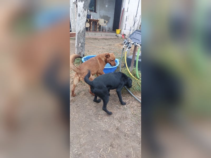 Mogyoró, Labbi-Mix, Rüde, süßer treuer Schatz, sucht sein Körbchen ❤️