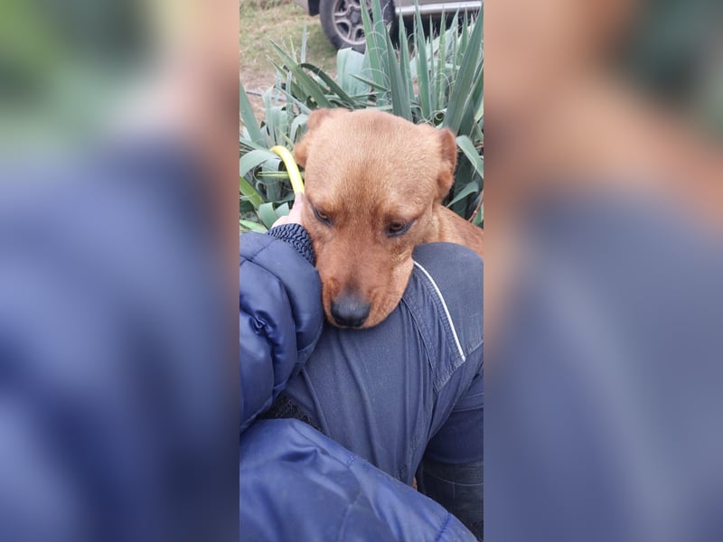 Mogyoró, Labbi-Mix, Rüde, süßer treuer Schatz, sucht sein Körbchen ❤️