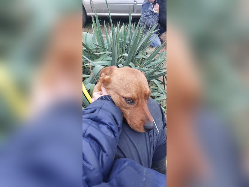 Mogyoró, Labbi-Mix, Rüde, süßer treuer Schatz, sucht sein Körbchen ❤️
