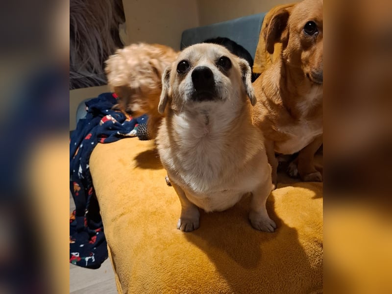 CHURROS, Dackel-Mix, Rüde, klein, geb.ca.1/2020.