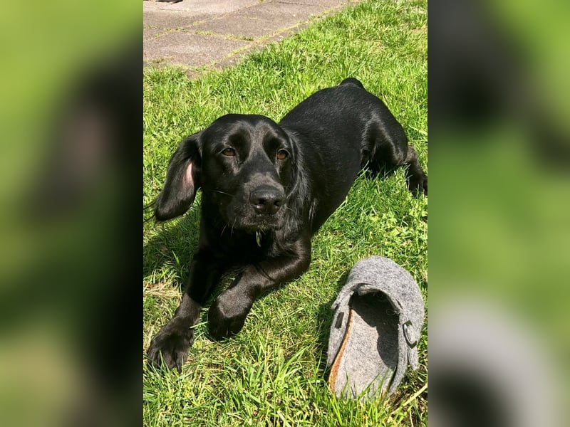 TEQUILA, Spaniel-Mix Rüde, geb.ca. 20.11.2021, sucht seine Familie