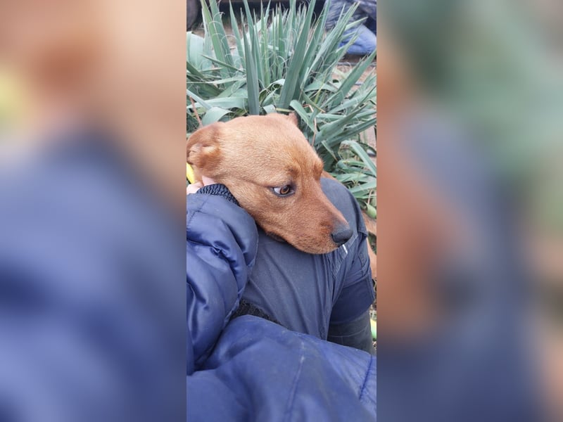 Mogyoró, Labbi-Mix, Rüde, süßer treuer Schatz, sucht sein Körbchen ❤️