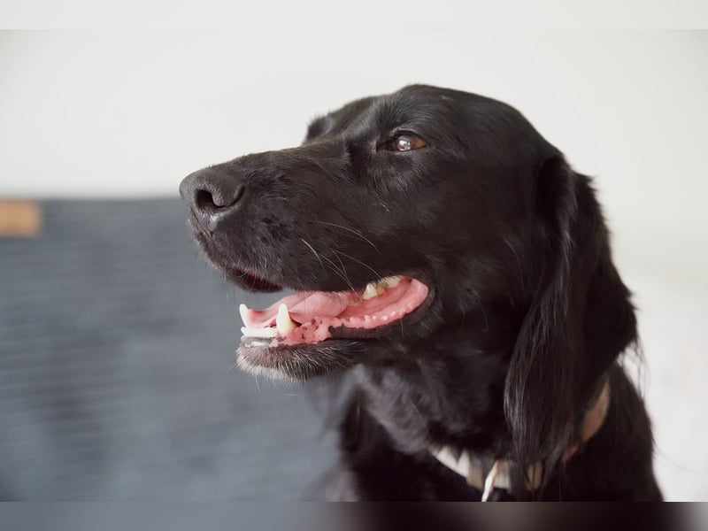 TEQUILA, Spaniel-Mix Rüde, geb.ca. 20.11.2021, sucht seine Familie