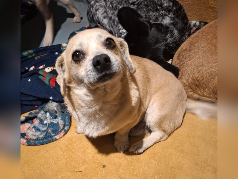 CHURROS, Dackel-Mix, Rüde, klein, geb.ca.1/2020.