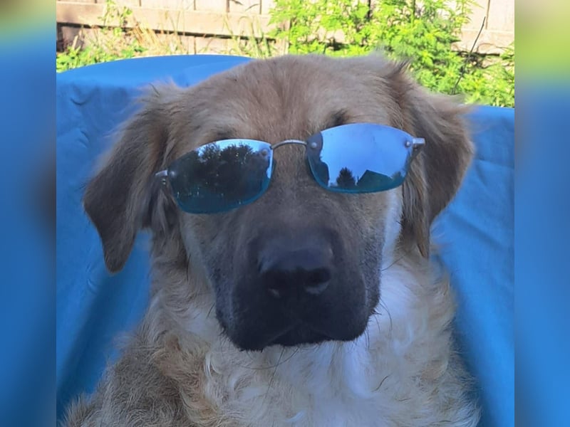 Spike kinderlieber Junger Mann sucht sein Platz