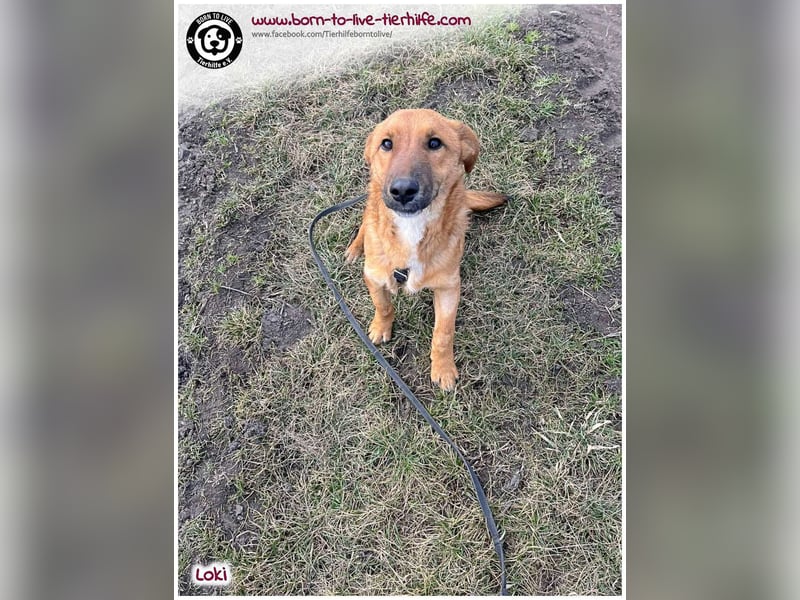 LOKI auf der Suche nach seinen Menschen für immer!