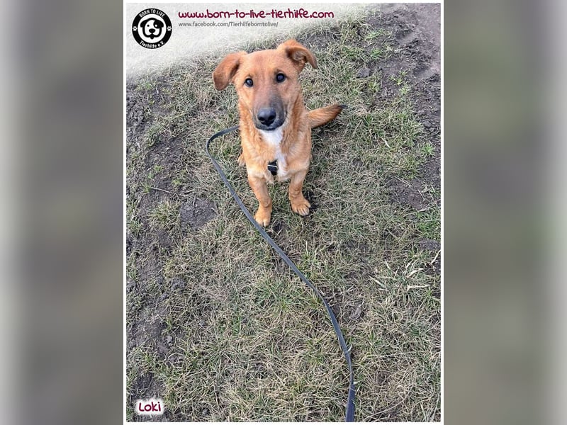 LOKI auf der Suche nach seinen Menschen für immer!