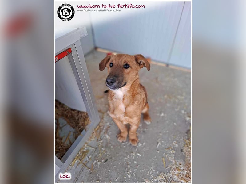 LOKI auf der Suche nach seinen Menschen für immer!