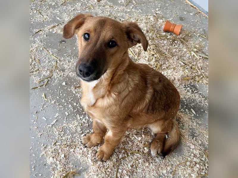 LOKI auf der Suche nach seinen Menschen für immer!