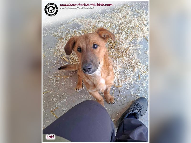 LOKI auf der Suche nach seinen Menschen für immer!