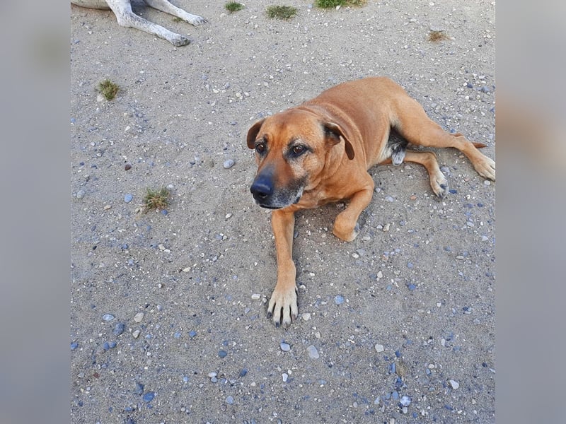 Gnadenplatz für Moka gesucht
