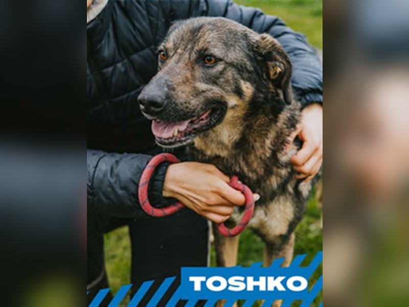 Toshko
