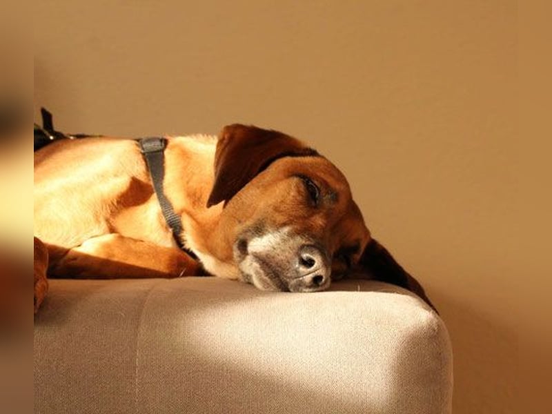 Pancho