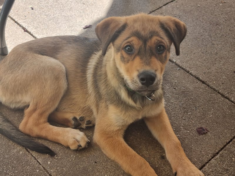 Huskey mix