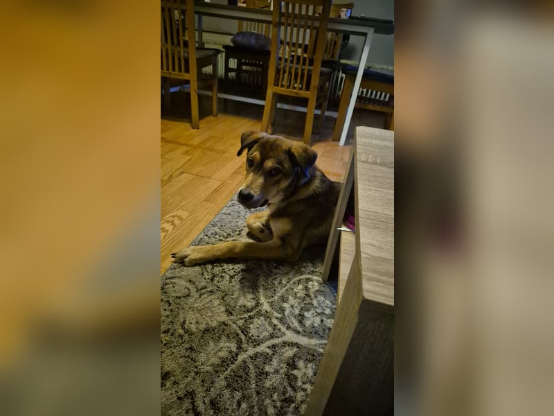 Huskey mix