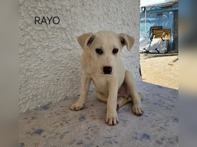 ❤️RAYO❤️