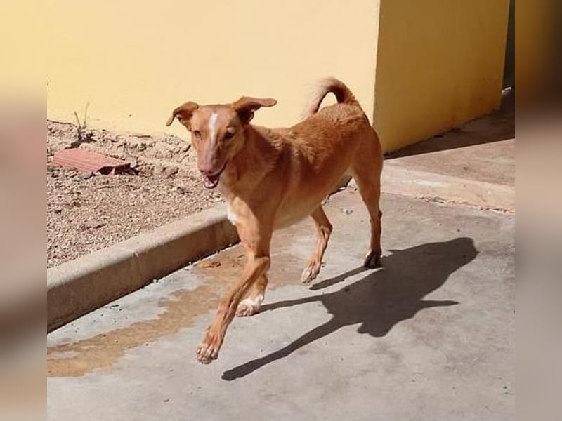 ❤️TOBBY❤️, Mischling