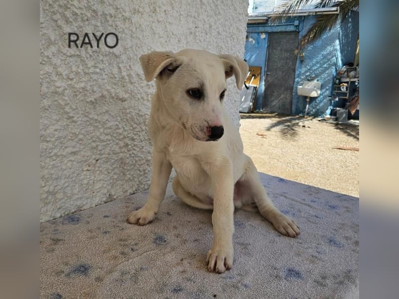 ❤️RAYO❤️