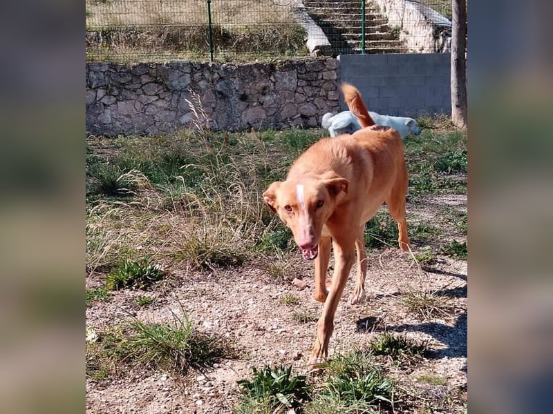 ❤️TOBBY❤️, Mischling