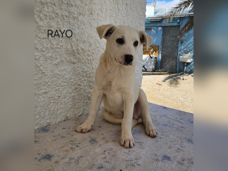 ❤️RAYO❤️