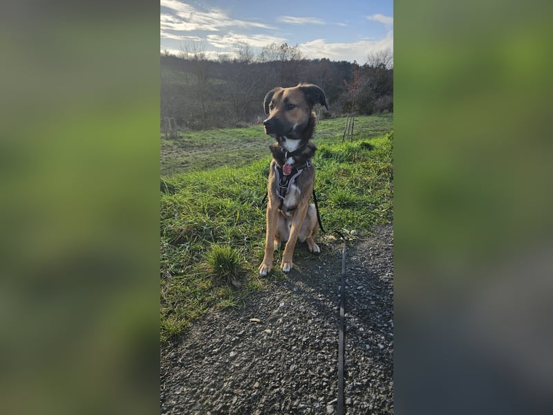 Buddy wartet in 97616 Salz