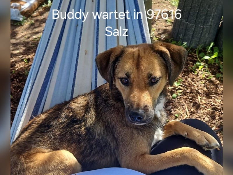 Buddy wartet in 97616 Salz