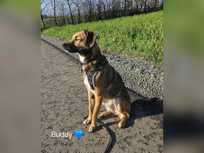 Buddy wartet in 97616 Salz