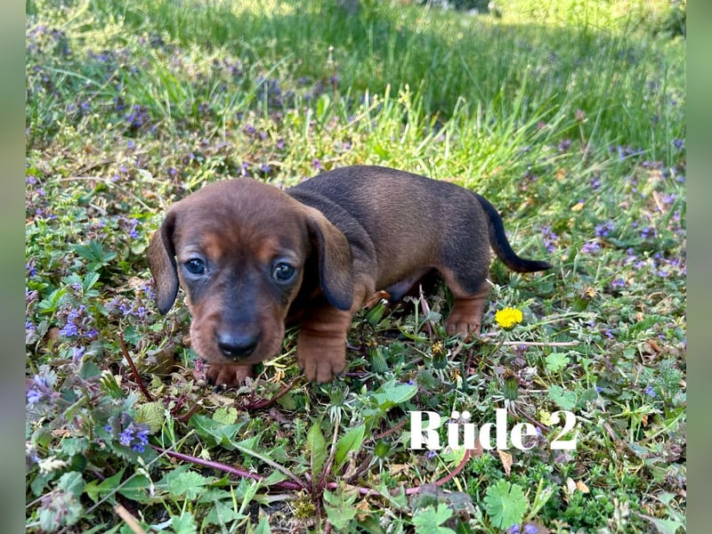 Zwergdackel, Teckel, Dachshund