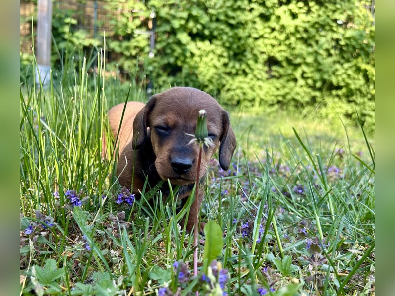 Zwergdackel, Teckel, Dachshund