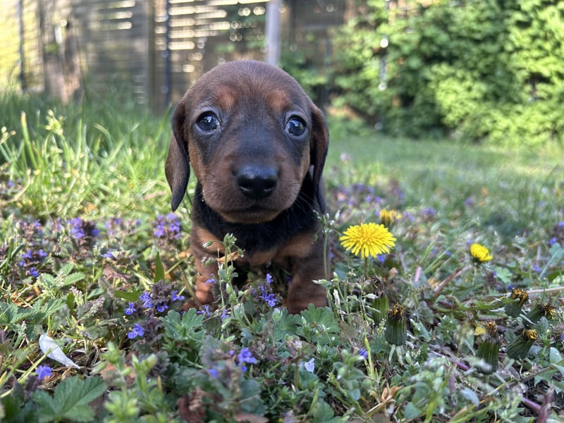 Zwergdackel, Teckel, Dachshund