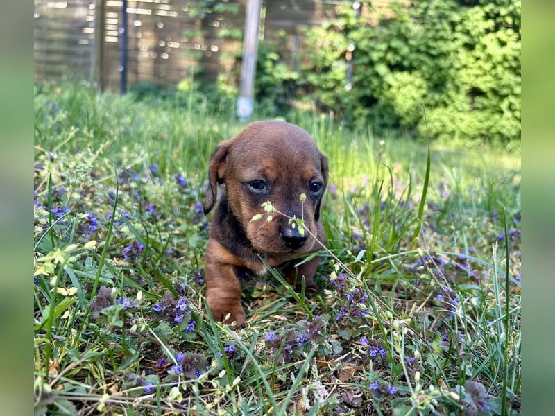 Zwergdackel, Teckel, Dachshund