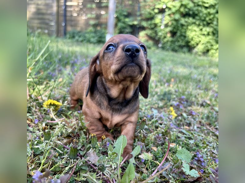Zwergdackel, Teckel, Dachshund
