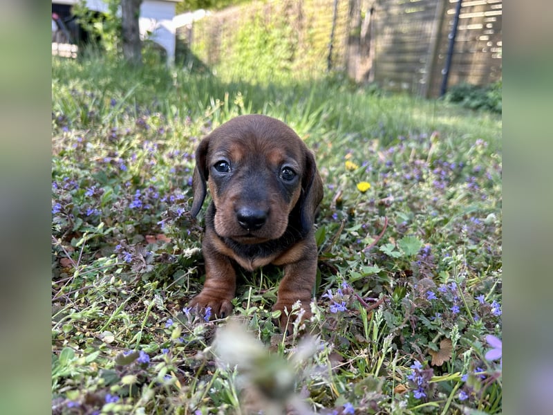 Zwergdackel, Teckel, Dachshund