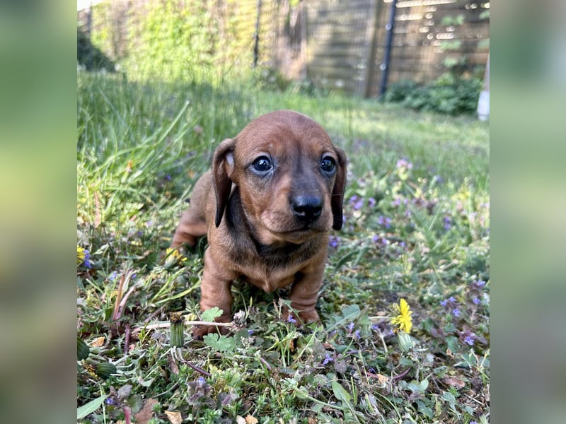 Zwergdackel, Teckel, Dachshund