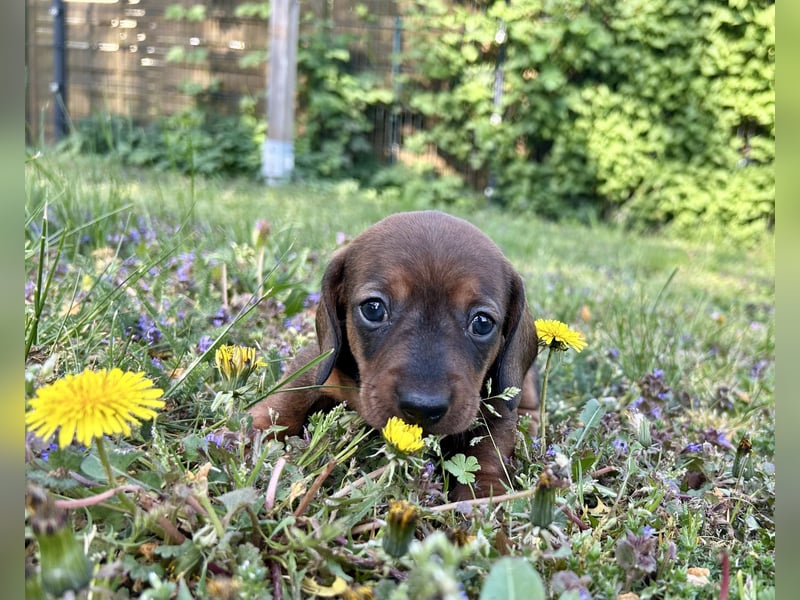 Zwergdackel, Teckel, Dachshund