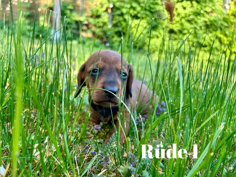 Zwergdackel, Teckel, Dachshund