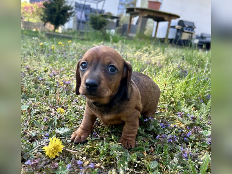 Zwergdackel, Teckel, Dachshund