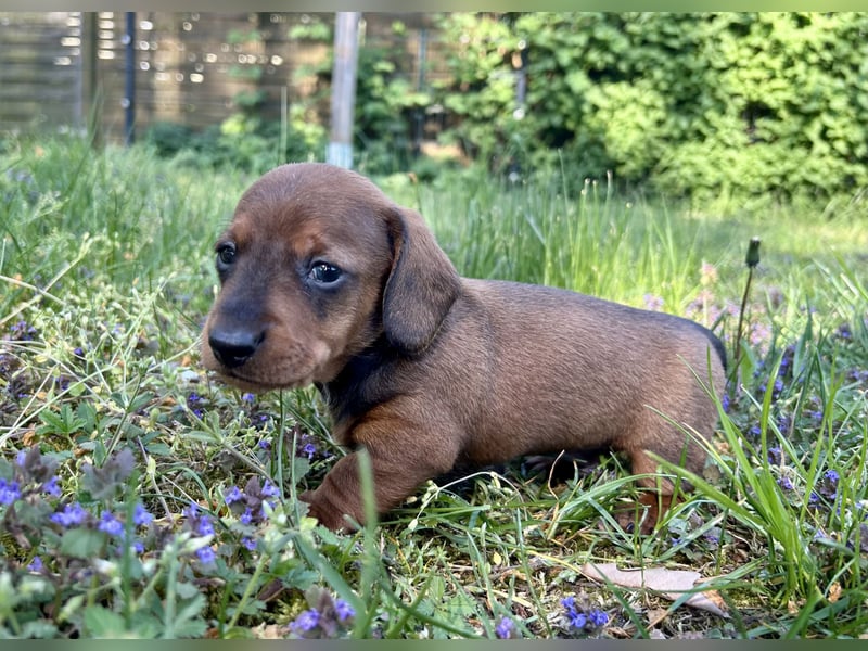 Zwergdackel, Teckel, Dachshund