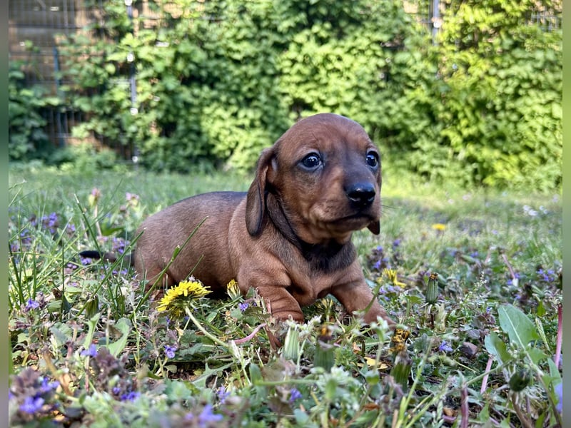 Zwergdackel, Teckel, Dachshund