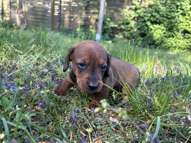 Zwergdackel, Teckel, Dachshund